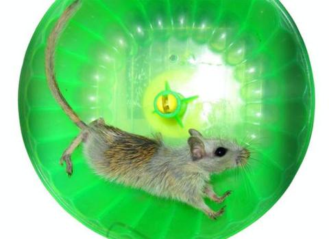 A mouse in the exercise wheel